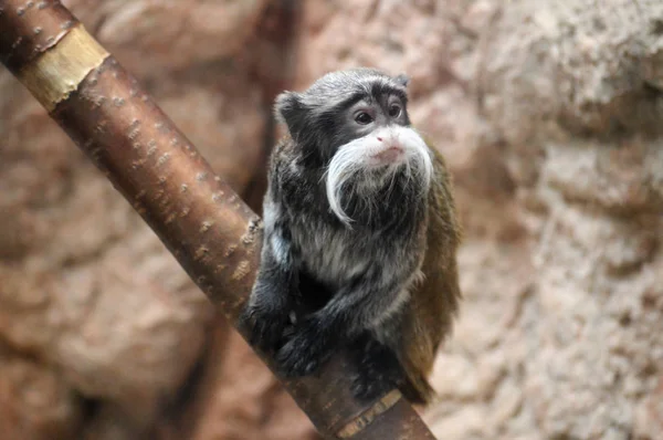 Um Imperador Tamarin — Fotografia de Stock