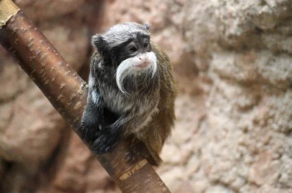 An Emperor Tamarin — Stock Photo, Image