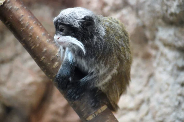 Un emperador Tamarin — Foto de Stock