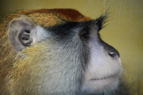 Un mono Patas — Foto de Stock