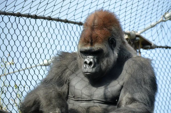 Gorila das planícies ocidentais — Fotografia de Stock