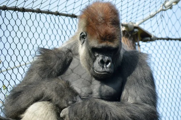 Westlicher Flachlandgorilla — Stockfoto