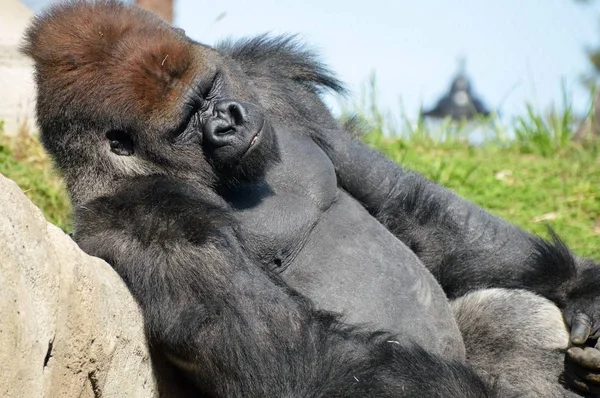 Gorilla nizinna zachodnia — Zdjęcie stockowe