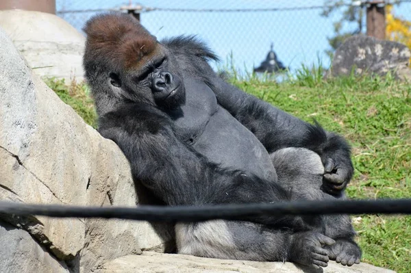 Westlicher Flachlandgorilla — Stockfoto