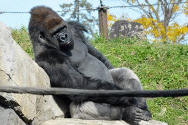 Batı ovasındaki goril.