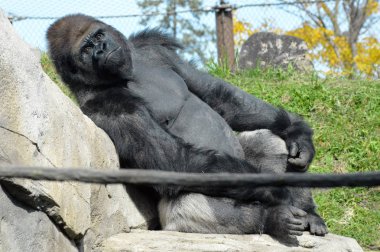 Batı ovasındaki goril.