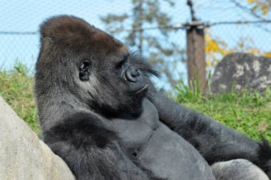 Batı ovasındaki goril.