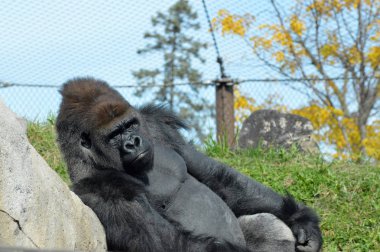 Batı ovasındaki goril.