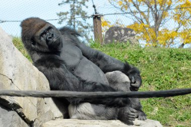 Batı ovasındaki goril.