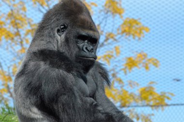 Batı ovasındaki goril.