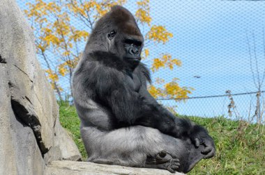 Batı ovasındaki goril.