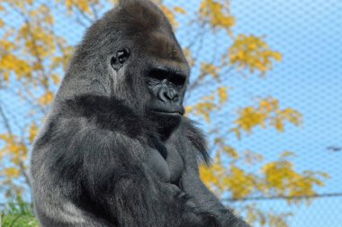 Batı ovasındaki goril.