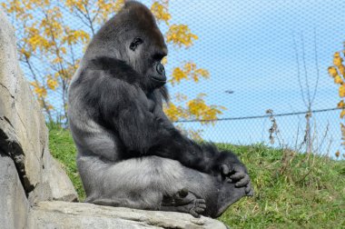 Batı ovasındaki goril.