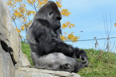Batı ovasındaki goril.