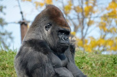 Batı ovasındaki goril.