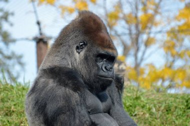 Batı ovasındaki goril.
