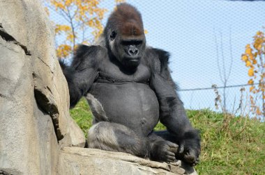 Batı ovasındaki goril.