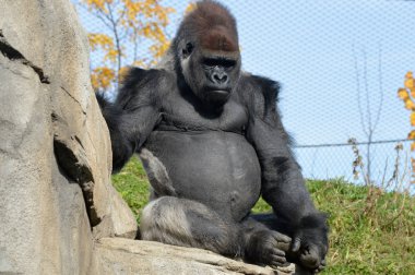 Batı ovasındaki goril.