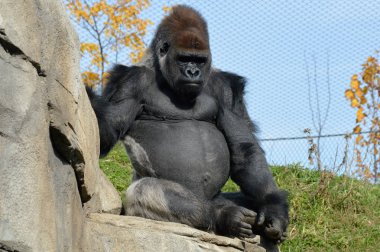 Batı ovasındaki goril.