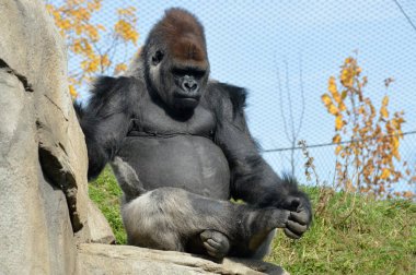 Batı ovasındaki goril.