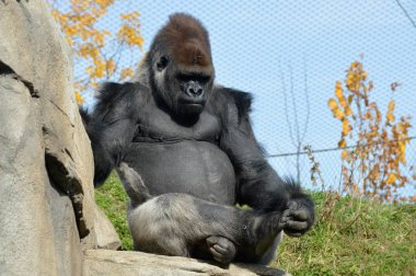 Batı ovasındaki goril.