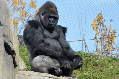 Batı ovasındaki goril.