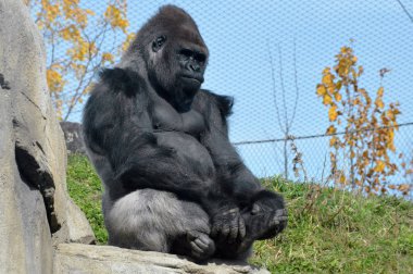 Batı ovasındaki goril.