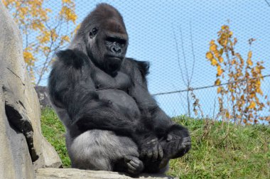 Batı ovasındaki goril.