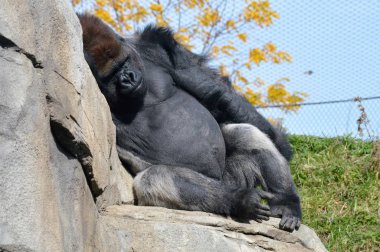 Batı ovasındaki goril.