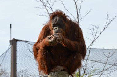 Gözlemci bir Orangutan