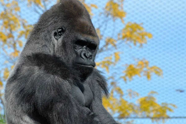 Westlicher Flachlandgorilla — Stockfoto