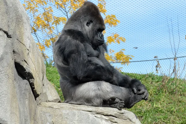 Westlicher Flachlandgorilla — Stockfoto