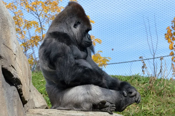 Gorilla nizinna zachodnia — Zdjęcie stockowe