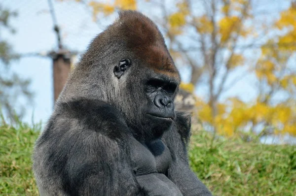 Western Lowland Gorilla — Stock Photo, Image