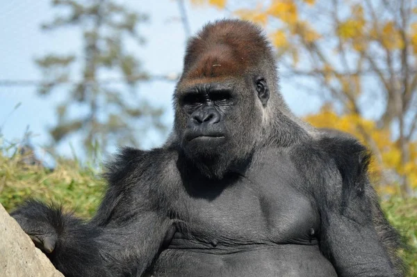 Westelijke Lowland Gorilla — Stockfoto