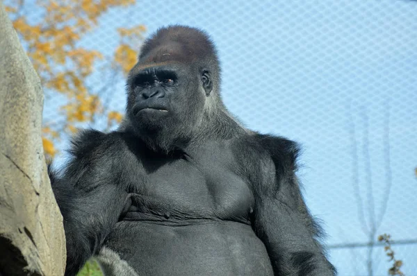 Gorilas de las tierras bajas occidentales —  Fotos de Stock