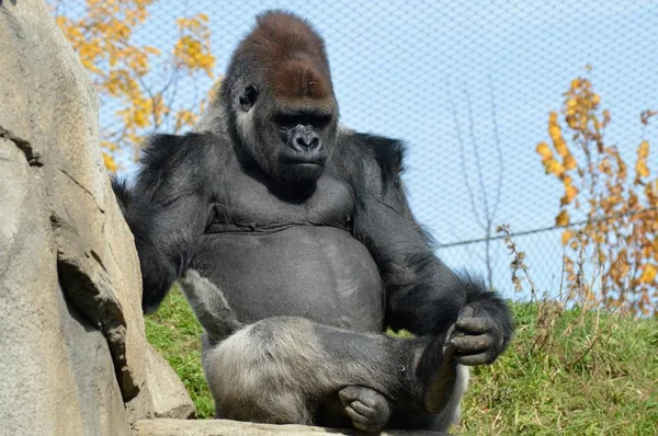 Gorilla nizinna zachodnia — Zdjęcie stockowe