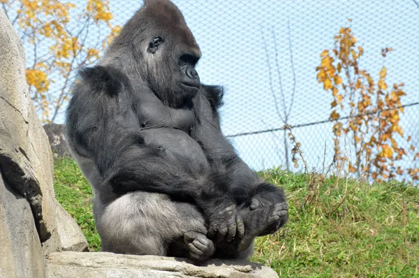 西低地大猩猩 — 图库照片