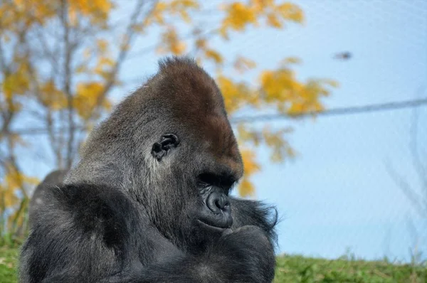 Westlicher Flachlandgorilla — Stockfoto