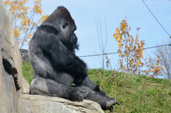 Westlicher Flachlandgorilla — Stockfoto