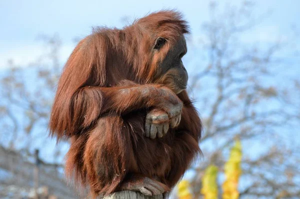 Um orangotango observador — Fotografia de Stock