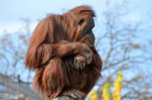 Un orang-outan observateur — Photo