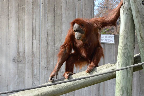 Yetişkin bir Orangutan — Stok fotoğraf