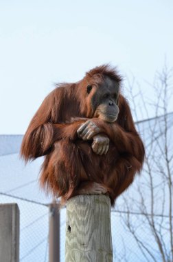 Gözlemci bir Orangutan