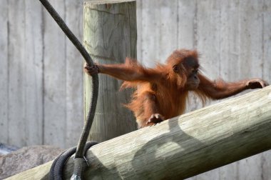 Bir bebek Orangutan