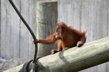 Bir bebek Orangutan
