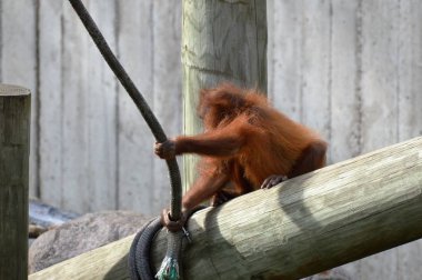 Bir bebek Orangutan