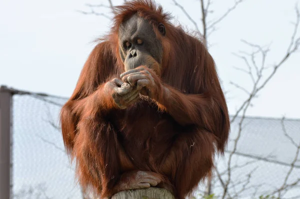 Un orang-outan observateur — Photo