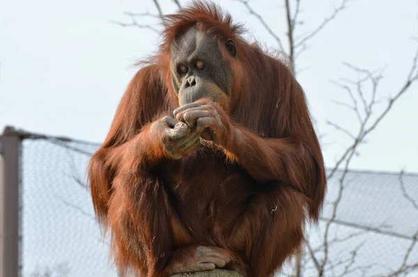 Un orang-outan observateur — Photo