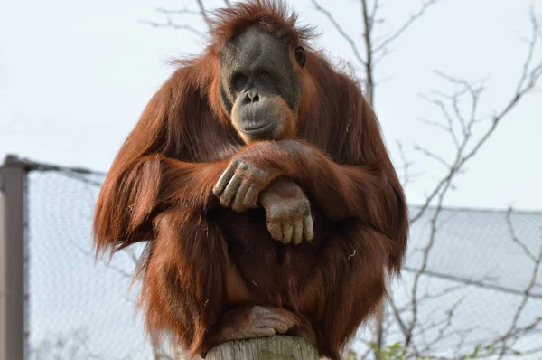 Egy figyelmes orangután — Stock Fotó